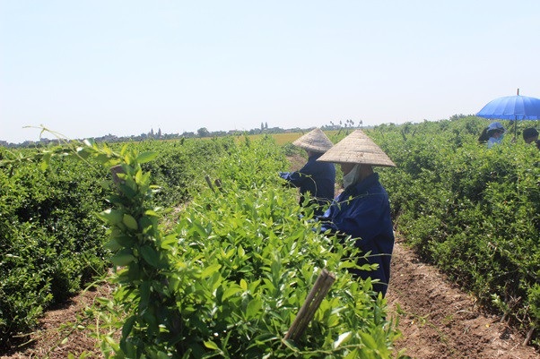 Dây thìa canh giúp hạ đường huyết mới được ghi vào dược điển Việt Nam - 3 Vùng trồng Dây thìa canh chuẩn hóa GACP-WHO của công ty Nam Dược