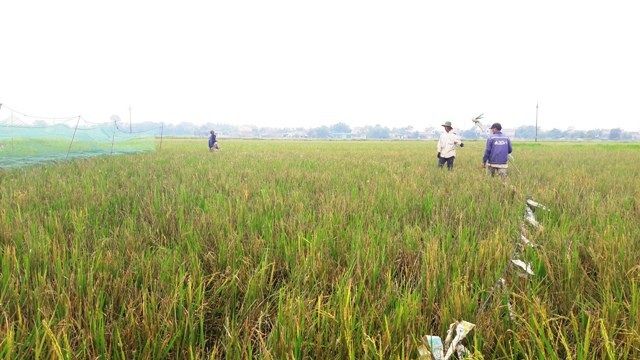 Vượt hàng trăm km "hốt" bạc triệu mỗi ngày nhờ nghề săn "tôm bay" - 4 Vượt hàng trăm km "hốt" bạc triệu mỗi ngày nhờ nghề săn "tôm bay" - 4