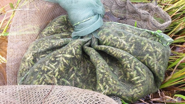 Vượt hàng trăm km "hốt" bạc triệu mỗi ngày nhờ nghề săn "tôm bay" - 7 Vượt hàng trăm km "hốt" bạc triệu mỗi ngày nhờ nghề săn "tôm bay" - 7