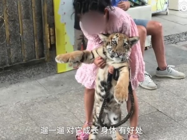 Bé gái hàng ngày dắt hổ đi dạo khiến nhiều người xôn xao - 1 Hình ảnh cô bé thường xuyên đi dạo và chơi đùa cùng chú hổ con khiến nhiều người xôn xao