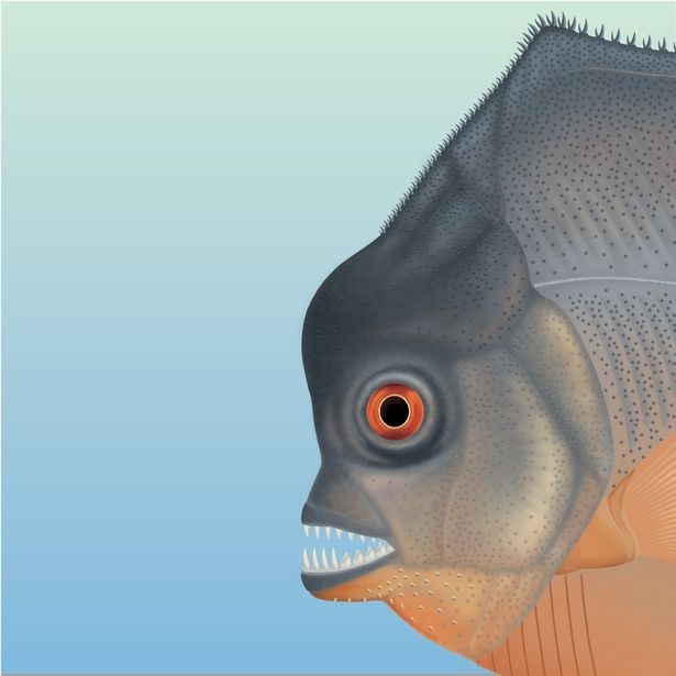 Sinh vật giống cá piranha 150 triệu năm trước dùng răng nanh ăn thịt con mồi - 3 Loài cá này có bộ răng giống cá piranha - Ảnh từ Bảo tàng Jura, Eischstatt, Đức