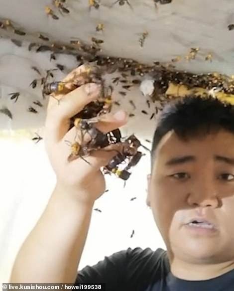 Rùng rợn: Người đàn ông bạo gan tóm hàng chục con ong “sát thủ” bằng đôi tay trần - 2 Tuy nhiên, người đàn ông cũng cảnh báo đây là hành động rất nguy hiểm có thể gây mất mạng và không ai nên bắt chước