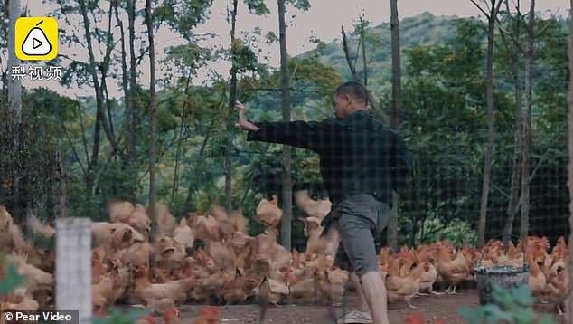 Ngôi làng nơi tất cả người dân cùng luyện “kungfu” - 3
Một người nông dân luyện võ khi đang cho đàn gà ăn.
