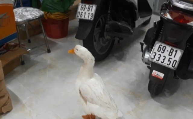 Kỳ lạ người đàn ông coi vịt như... thú cưng, cho đi dạo phố - 4 Kỳ lạ người đàn ông coi vịt như... thú cưng, cho đi dạo phố - 4