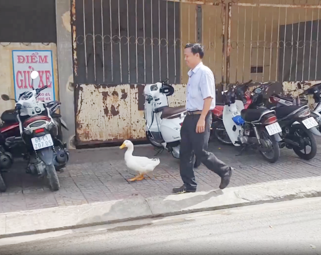 Kỳ lạ người đàn ông coi vịt như... thú cưng, cho đi dạo phố - 1
Ông Bùi Văn Hoai và con vịt cùng nhau đi trên đường.