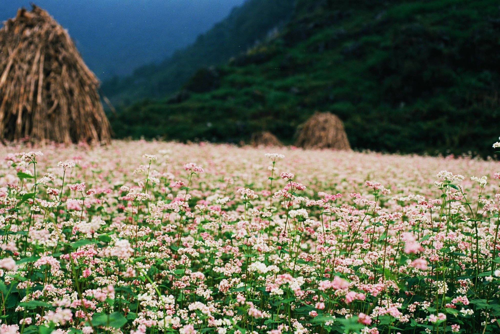 Điểm Ngắm Hoa Tam Giác Mạch ở Hà Giang Nhất định Phải Khám Phá Tháng 10