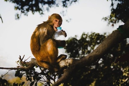 "Sự nổi dậy của bầy khỉ" khiến người đàn ông xấu số qua đời - 1