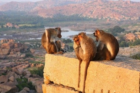 Những chú khỉ dần trở thành mối đe doạ nguy hiểm cho người dân Ấn Độ