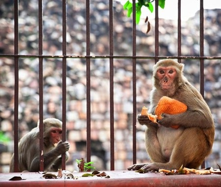 Từng có nhiều trường hợp bị khỉ tấn công rồi tử vong một cách đau lòng