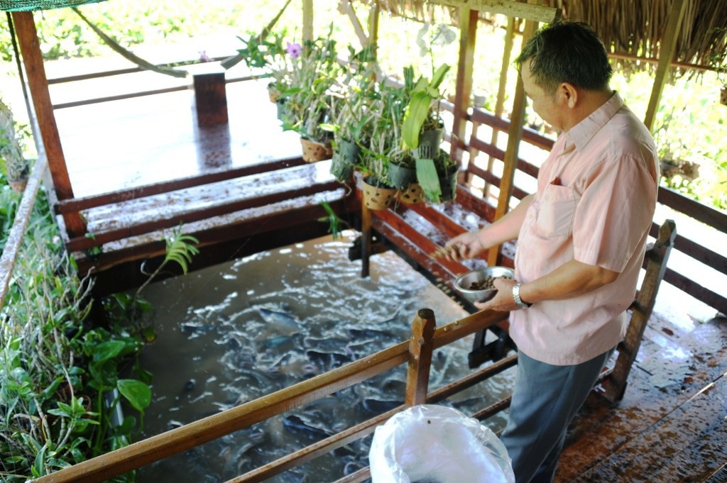 Lão nông bỏ hàng trăm triệu dụ đàn cá tự nhiên về nuôi như... thú cưng - Ảnh 1. Lão nông bỏ hàng trăm triệu dụ đàn cá tự nhiên về nuôi như... thú cưng - Ảnh 1.
