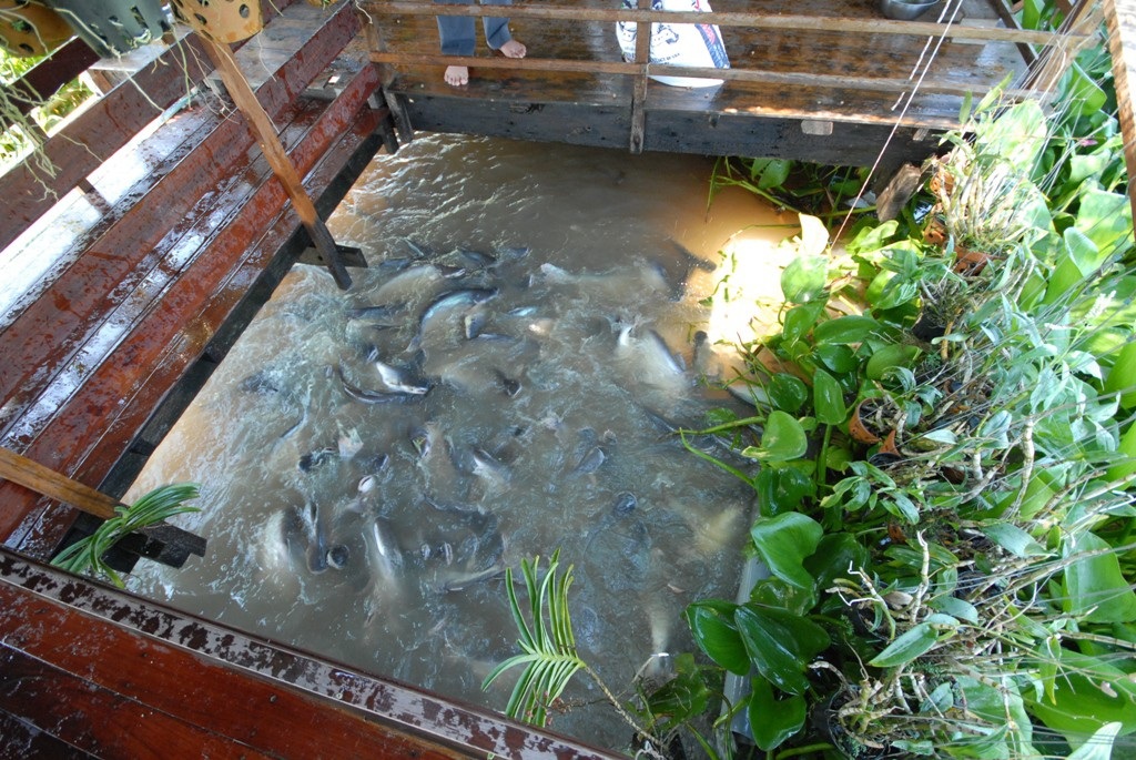 Lão nông bỏ hàng trăm triệu dụ đàn cá tự nhiên về nuôi như... thú cưng - Ảnh 4. Lão nông bỏ hàng trăm triệu dụ đàn cá tự nhiên về nuôi như... thú cưng - Ảnh 4.