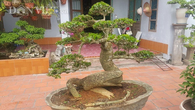 "Phát sốt" với "cụ" duối lùn dáng long, giá 100 triệu đồng ở Ninh Bình - 4
Cây duối lùn này của ông Liễn đã được khách trả giá lên đến gần 100 triệu đồng