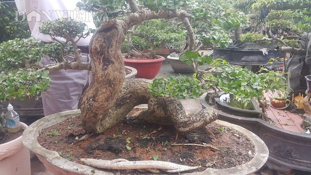 "Phát sốt" với "cụ" duối lùn dáng long, giá 100 triệu đồng ở Ninh Bình - 5
Hiện cây duối lùn hơn 50 năm tuổi này đang được rất nhiều dân chơi cây đến chiêm ngưỡng và đặt mua.