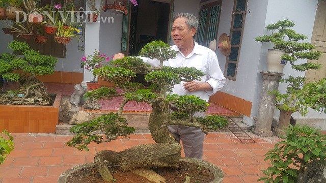 "Phát sốt" với "cụ" duối lùn dáng long, giá 100 triệu đồng ở Ninh Bình - 6 "Phát sốt" với "cụ" duối lùn dáng long, giá 100 triệu đồng ở Ninh Bình - 6