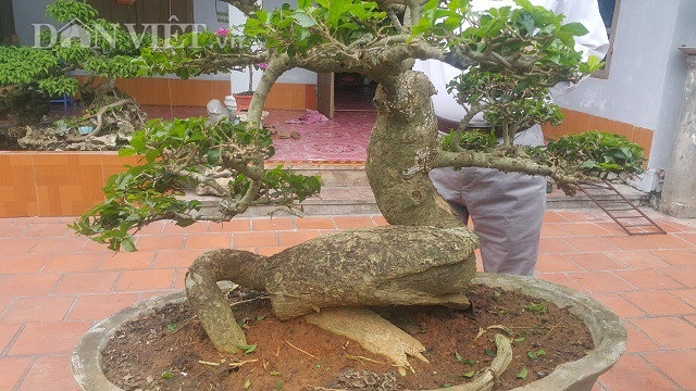 "Phát sốt" với "cụ" duối lùn dáng long, giá 100 triệu đồng ở Ninh Bình - 7
Qua hơn 15 năm chăm sóc và tạo tác thế, dáng cho cây duối lùn, giờ đây ông Tạ Ngọc Liễn rất tự hào bởi mình đang sở hữu 1 cây duối cảnh độc đáo...