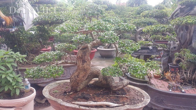 "Phát sốt" với "cụ" duối lùn dáng long, giá 100 triệu đồng ở Ninh Bình - 2 "Phát sốt" với "cụ" duối lùn dáng long, giá 100 triệu đồng ở Ninh Bình - 2