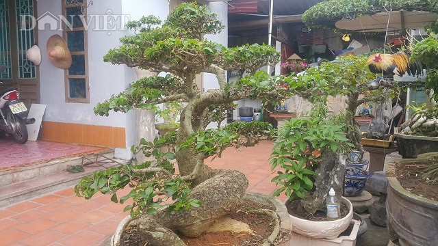 "Phát sốt" với "cụ" duối lùn dáng long, giá 100 triệu đồng ở Ninh Bình - 3
Cây duối lùn có bộ bệ đẹp, cùng với thân cành uốn lượn vô cùng nghệ thuật.