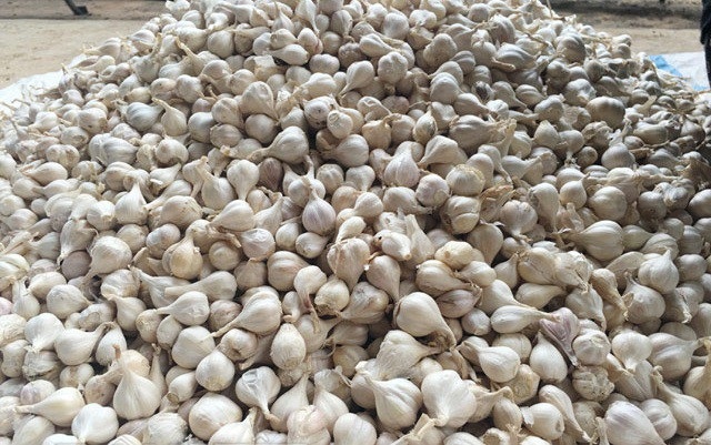 Tình trạng tỏi nơi khác được trộn với tỏi Lý Sơn để bán ra thị trường là một trong những nguyên nhân khiến giá tỏi giảm mạnh.