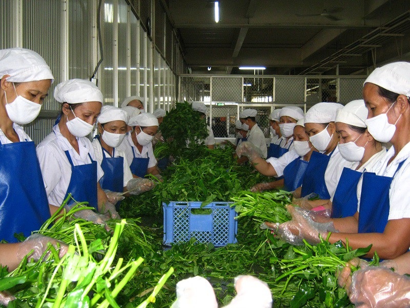 Suất ăn công nhân đang bị doanh nghiệp “ngó lơ” - Ảnh 1. Suất ăn công nhân đang bị doanh nghiệp “ngó lơ” - Ảnh 1.