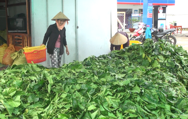 Cà Mau khẩn trương kiểm tra việc thương lái mua lá nhàu tươi bất thường - 1 Người dân đang phơi lá nhàu tươi. (Ảnh: CTV)