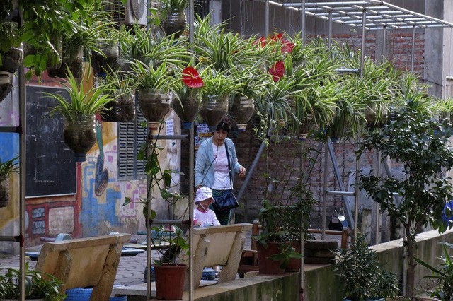 Lão nông bỏ trăm triệu dụ cá làm “thú cưng”, dân phố dựng... vườn treo - 3 Để cải thiện môi trường sống và tạo cảnh quan tích cực hơn, rất nhiều ngõ phố đã hình thành các vườn treo chậu hoa, cây cảnh do người dân khu phố tạo nên. (Ảnh: Hữu Nghị)