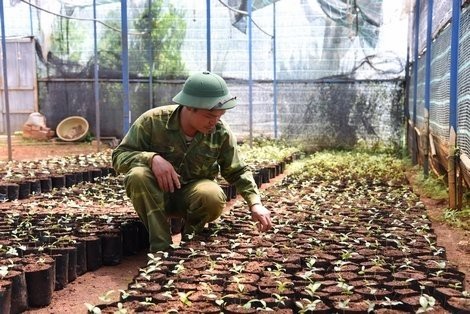 Vương quốc bí ẩn 40 loài trà hoa vàng quý hiếm ở Việt Nam - 3
Nhân giống trà hoa vàng tại khu bảo tồn của chị Lê An Na.