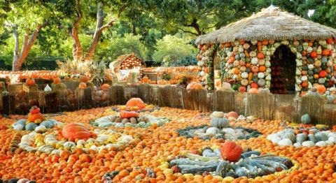 Lễ hội ma quỷ, đến thăm ngôi làng làm từ gần 100.000 quả bí ngô ở Mỹ - 3 Lễ hội ma quỷ, đến thăm ngôi làng làm từ gần 100.000 quả bí ngô ở Mỹ - 3