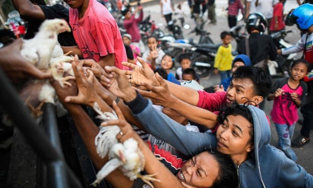 Video “đất hóa thành sông” cuốn trôi nhà cửa sau thảm họa ở Indonesia - 2 Người dân tranh nhau nhận gia cầm sống được phân phát từ xe cảnh sát ở bên ngoài trại sơ tán tại Palu. (Ảnh: AFP)