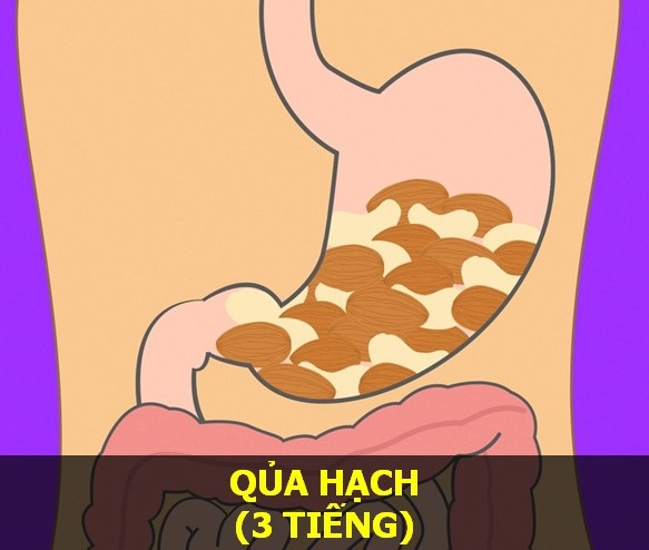Nắm vững thời gian cơ thể tiêu hóa các món ăn để “sống khỏe mỗi ngày" - 13 Nắm vững thời gian cơ thể tiêu hóa các món ăn để “sống khỏe mỗi ngày" - 13