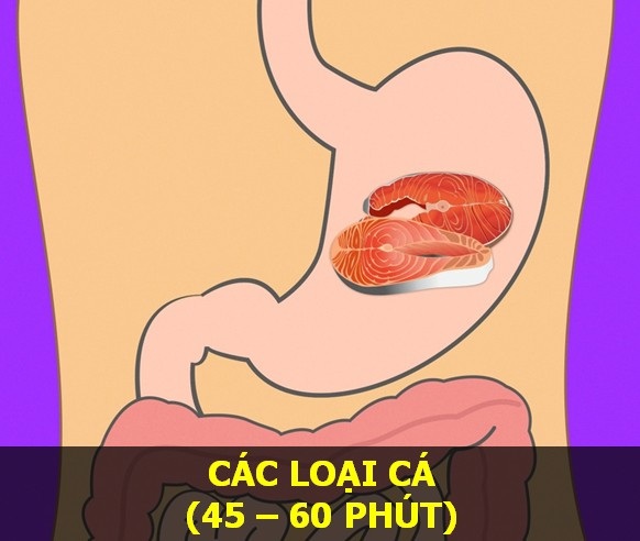 Nắm vững thời gian cơ thể tiêu hóa các món ăn để “sống khỏe mỗi ngày" - 7 Nắm vững thời gian cơ thể tiêu hóa các món ăn để “sống khỏe mỗi ngày" - 7