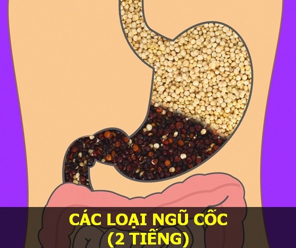 Nắm vững thời gian cơ thể tiêu hóa các món ăn để “sống khỏe mỗi ngày" - 10 Nắm vững thời gian cơ thể tiêu hóa các món ăn để “sống khỏe mỗi ngày" - 10