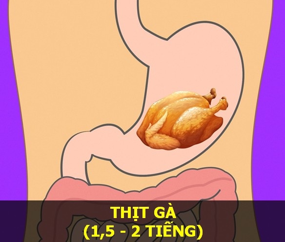 Nắm vững thời gian cơ thể tiêu hóa các món ăn để “sống khỏe mỗi ngày" - 12 Nắm vững thời gian cơ thể tiêu hóa các món ăn để “sống khỏe mỗi ngày" - 12