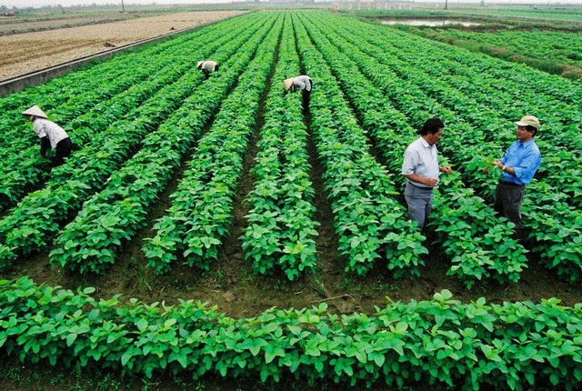 Địa phương thuê đất của dân 20 năm rồi cho doanh nghiệp thuê lại - 3 Tích tụ tập trung đất đai để phát triển nông nghiệp