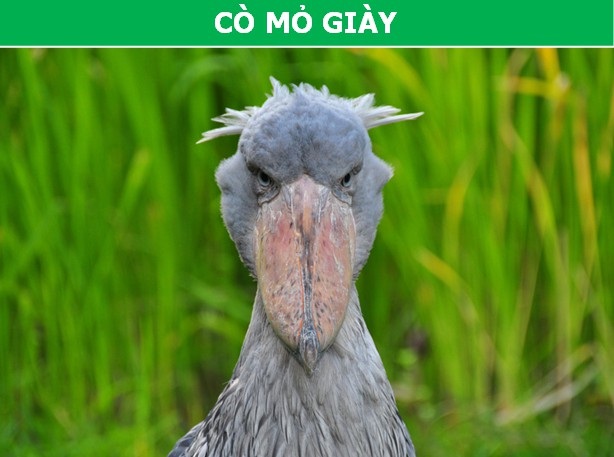 Ngỡ ngàng với vẻ dị thường của những loài động vật bản địa châu Phi - 1 Ngỡ ngàng với vẻ dị thường của những loài động vật bản địa châu Phi - 1