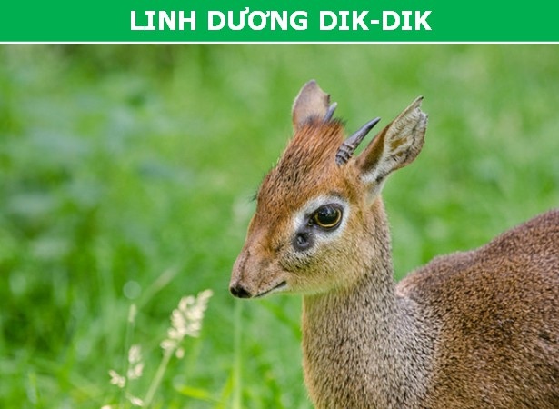 Ngỡ ngàng với vẻ dị thường của những loài động vật bản địa châu Phi - 2 Ngỡ ngàng với vẻ dị thường của những loài động vật bản địa châu Phi - 2