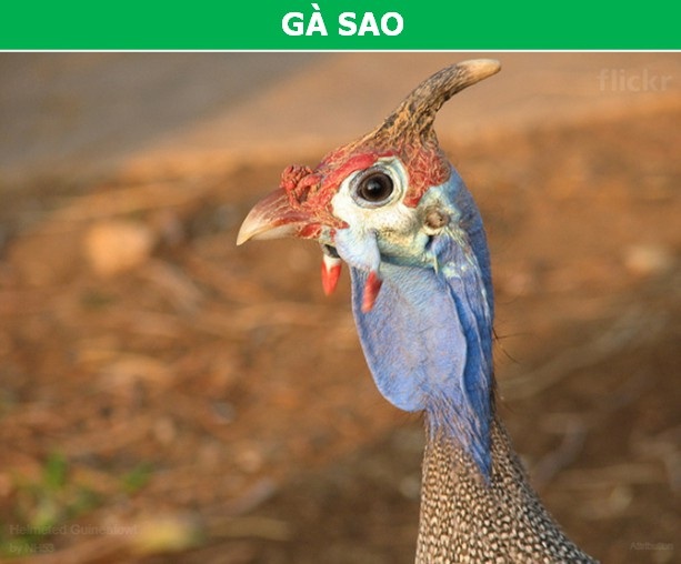 Ngỡ ngàng với vẻ dị thường của những loài động vật bản địa châu Phi - 3 Ngỡ ngàng với vẻ dị thường của những loài động vật bản địa châu Phi - 3