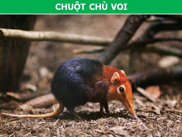 Ngỡ ngàng với vẻ dị thường của những loài động vật bản địa châu Phi - 4 Ngỡ ngàng với vẻ dị thường của những loài động vật bản địa châu Phi - 4
