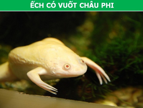 Ngỡ ngàng với vẻ dị thường của những loài động vật bản địa châu Phi - 7 Ngỡ ngàng với vẻ dị thường của những loài động vật bản địa châu Phi - 7