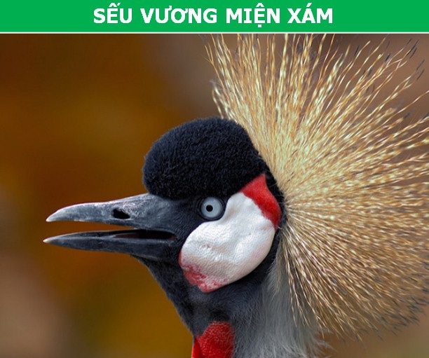 Ngỡ ngàng với vẻ dị thường của những loài động vật bản địa châu Phi - 8 Ngỡ ngàng với vẻ dị thường của những loài động vật bản địa châu Phi - 8