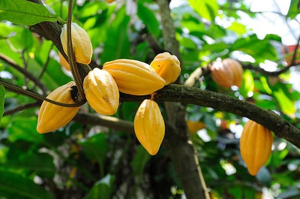 Sô-cô-la có sớm hơn 1.500 năm so với suy nghĩ trước đây - 2 Sô-cô-la có sớm hơn 1.500 năm so với suy nghĩ trước đây - 2