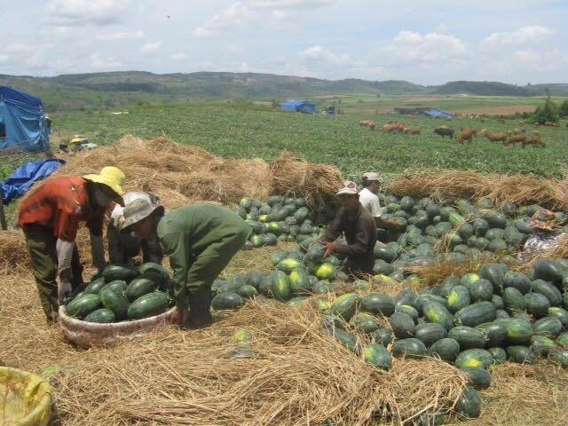 Nỗi lo Trung Quốc và lá đơn cầu cứu: Rơi nước mắt đến bao giờ - 2
Nông sản Việt Nam liên tục bế tắc đầu ra khi bị Trung Quốc từ chối