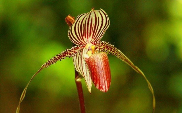Chiêm ngưỡng loài hoa lan 136 triệu đồng/cây - 6 Chiêm ngưỡng loài hoa lan 136 triệu đồng/cây - 6