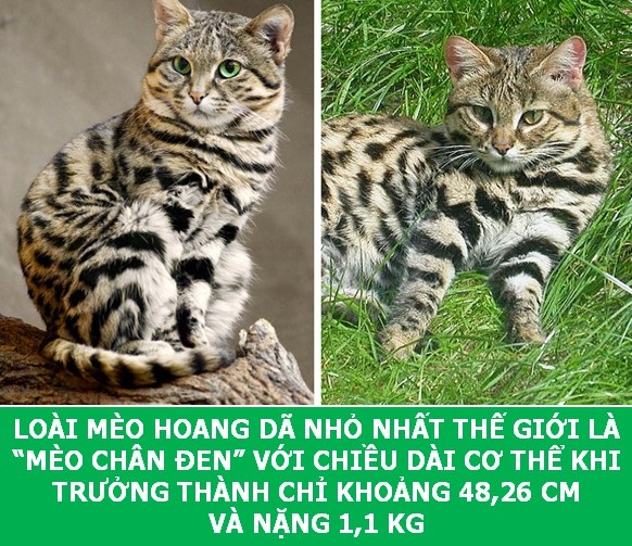 Những sự thật khoa học thú vị về loài mèo sẽ khiến bạn phải bất ngờ - Ảnh 3. Những sự thật khoa học thú vị về loài mèo sẽ khiến bạn phải bất ngờ - Ảnh 3.