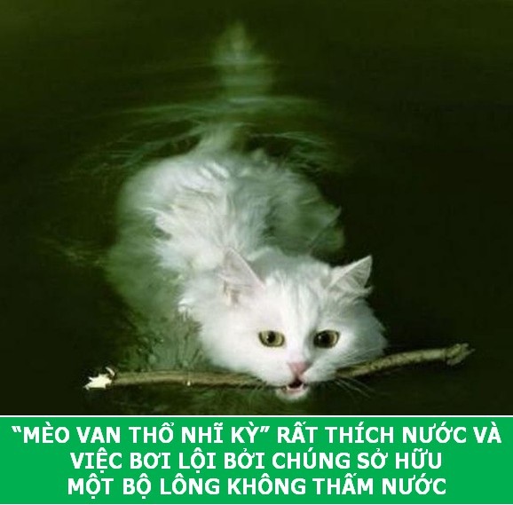 Những sự thật khoa học thú vị về loài mèo sẽ khiến bạn phải bất ngờ - Ảnh 5. Những sự thật khoa học thú vị về loài mèo sẽ khiến bạn phải bất ngờ - Ảnh 5.