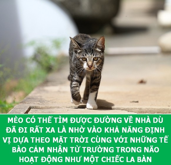Những sự thật khoa học thú vị về loài mèo sẽ khiến bạn phải bất ngờ - Ảnh 6. Những sự thật khoa học thú vị về loài mèo sẽ khiến bạn phải bất ngờ - Ảnh 6.