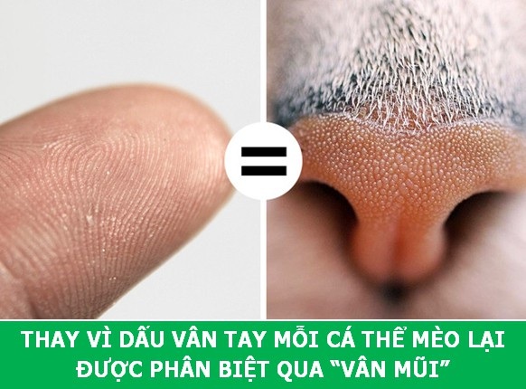 Những sự thật khoa học thú vị về loài mèo sẽ khiến bạn phải bất ngờ - Ảnh 7. Những sự thật khoa học thú vị về loài mèo sẽ khiến bạn phải bất ngờ - Ảnh 7.