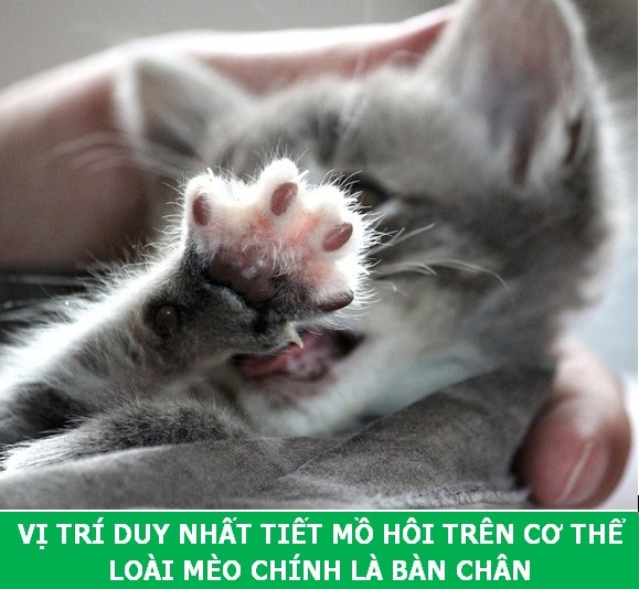 Những sự thật khoa học thú vị về loài mèo sẽ khiến bạn phải bất ngờ - Ảnh 8. Những sự thật khoa học thú vị về loài mèo sẽ khiến bạn phải bất ngờ - Ảnh 8.