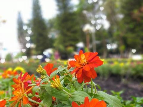 Camera xóa phông Galaxy J6+:  Phó nháy đắc lực cho người dùng trẻ - 4