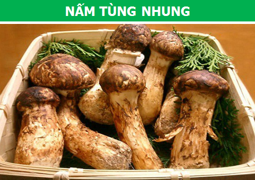 Những loại nấm quý hiếm và đắt đỏ nhất thế giới - 1 Những loại nấm quý hiếm và đắt đỏ nhất thế giới - 1