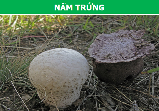 Những loại nấm quý hiếm và đắt đỏ nhất thế giới - 4 Những loại nấm quý hiếm và đắt đỏ nhất thế giới - 4